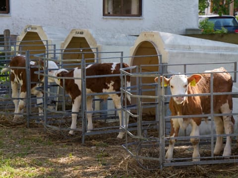 König Andrea Schwaigerhof Rottau Séjour à la ferme in Grassau
