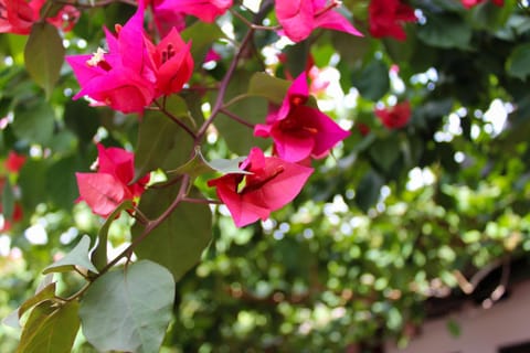 Spring, Day, Garden, Garden view