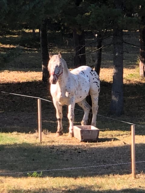 Horse Riding Club Pirin Resort in Blagoevgrad Province