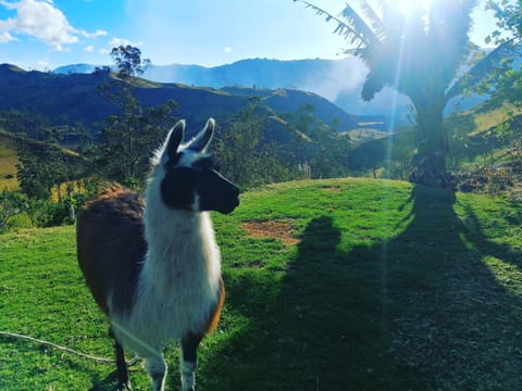 Pets, Mountain view