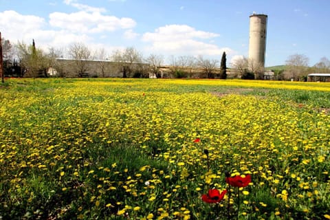 Spring, Natural landscape, On site