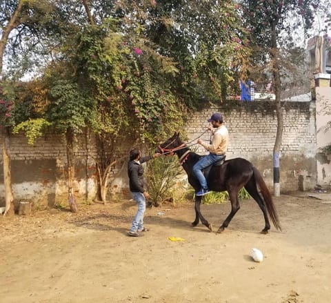 Horse-riding, Animals, Pets, children