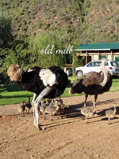 Old Mill Lodge, Seasonal Working Ostrich Farm & Restaurant, Oudtshoorn Bed and Breakfast in Western Cape
