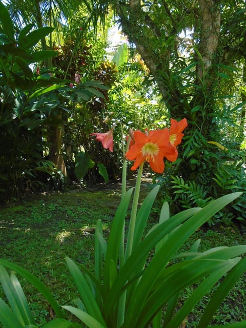 J and H Garden Cabinas Location de vacances in Bocas del Toro Province