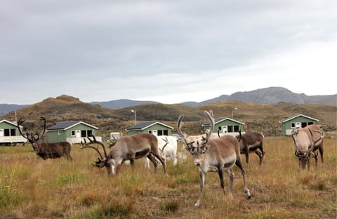 Nordkapp Camping Campeggio /
resort per camper in Troms Og Finnmark