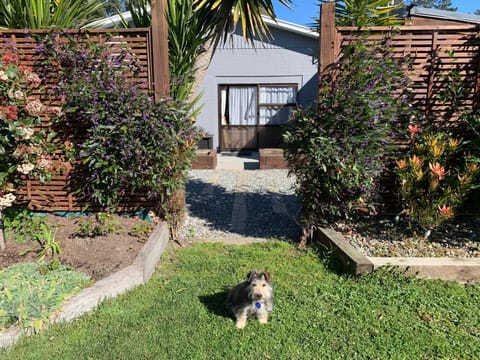 Garden, Pets, Garden view