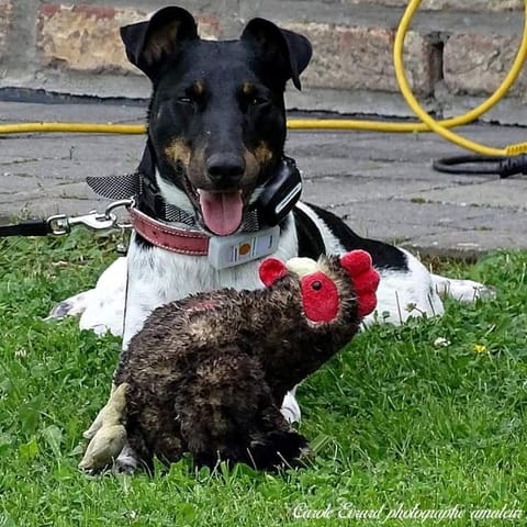 La maison aux prés Bed and Breakfast in Wallonia, Belgium