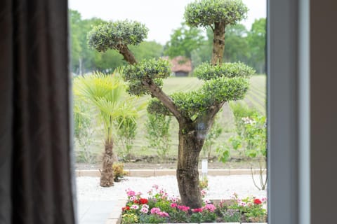 Day, Garden, Garden view