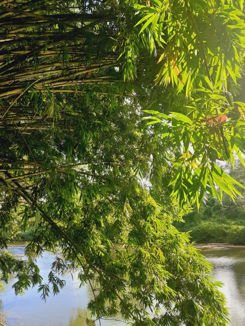 Natural landscape, River view