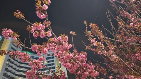 Spring, Garden, Garden view