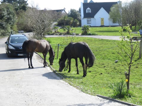 Letterfrack Farmhouse on equestrian farm in Letterfrack beside Connemara National Park House in County Mayo