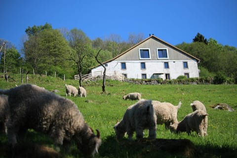 Property building, View (from property/room), Pets