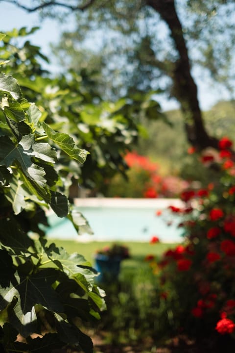 Natural landscape, Garden view