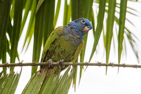 Kuyana Amazon Lodge Albergue natural in Napo, Ecuador