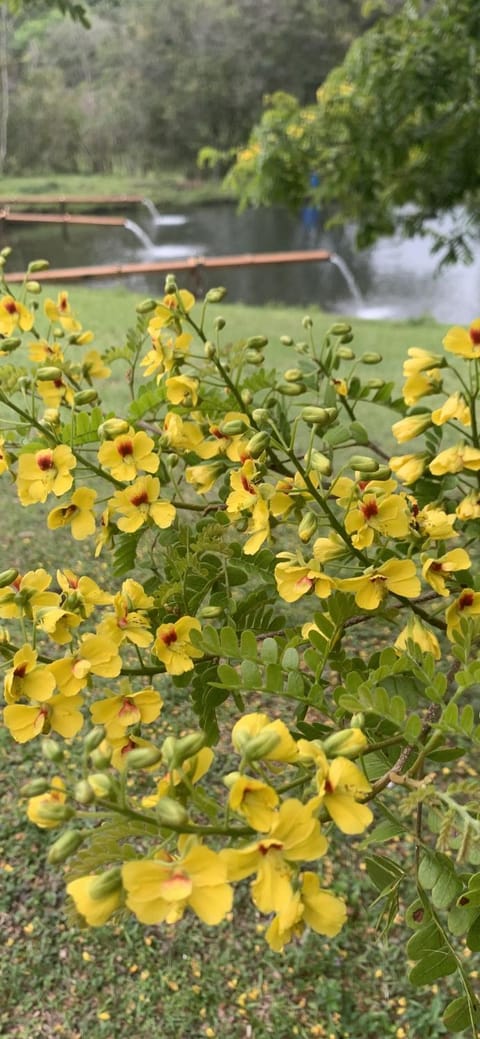 Natural landscape, Garden