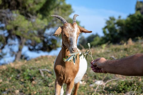 Mando Beachfront Alojamiento y desayuno in Sporades, Greece