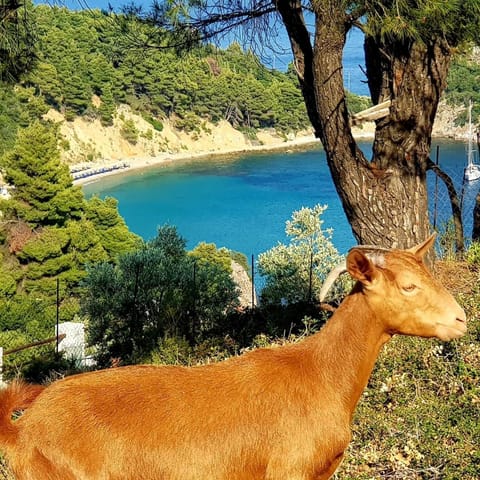 Mando Beachfront Alojamiento y desayuno in Sporades, Greece