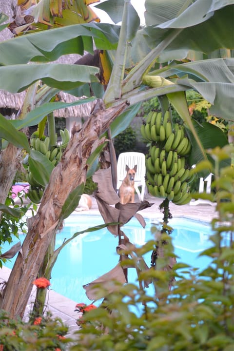 Pool view