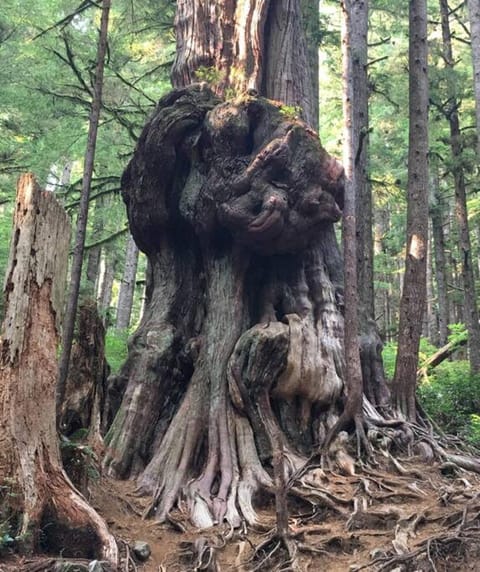 The Great Escape - Port Renfrew Maison in Cowichan Valley