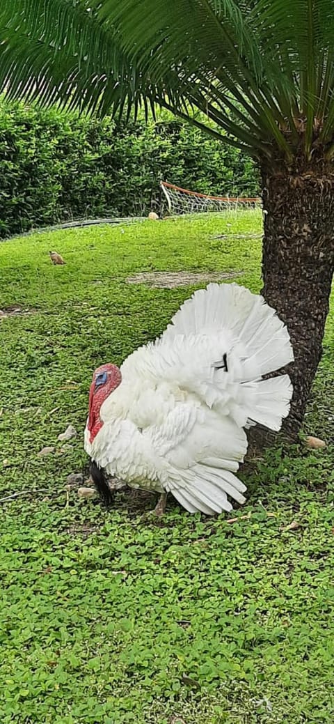 Club campestre el Peñón de Apulo Hotel in Cundinamarca, Colombia