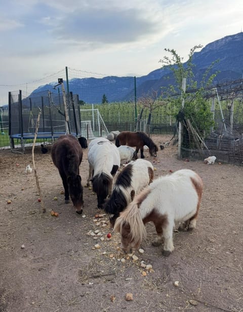 Lochererhof Apartment in Trentino-South Tyrol