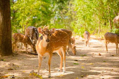 Natural landscape, Garden, Animals