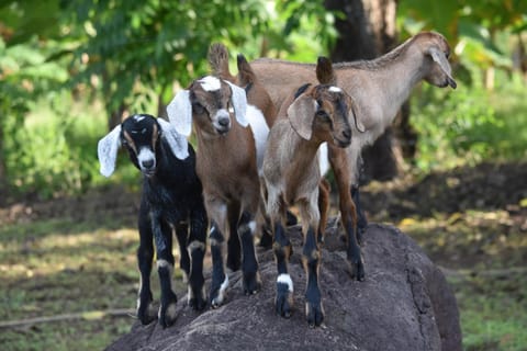 View (from property/room), Animals