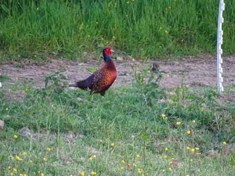 Natural landscape, Animals