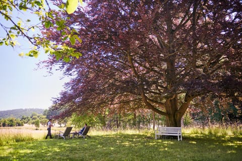 Natural landscape, Garden, Garden view, group of guests