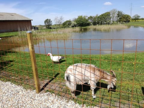 Animals, Garden view