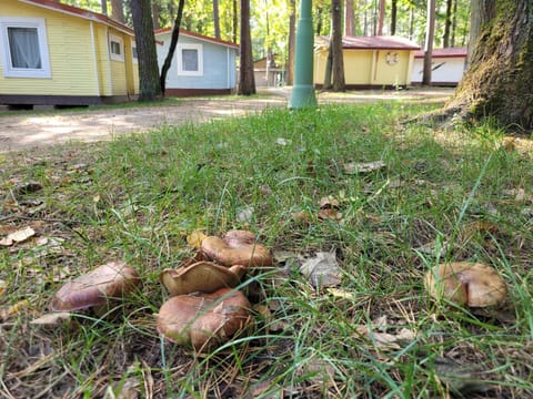 Letnisko BAJKA Nature lodge in Pomeranian Voivodeship