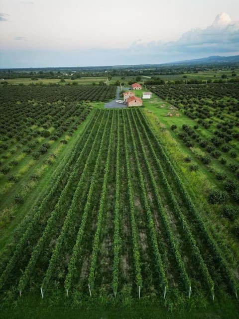 Mestvireni Villa in Georgia