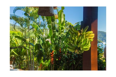 Garden, Balcony/Terrace