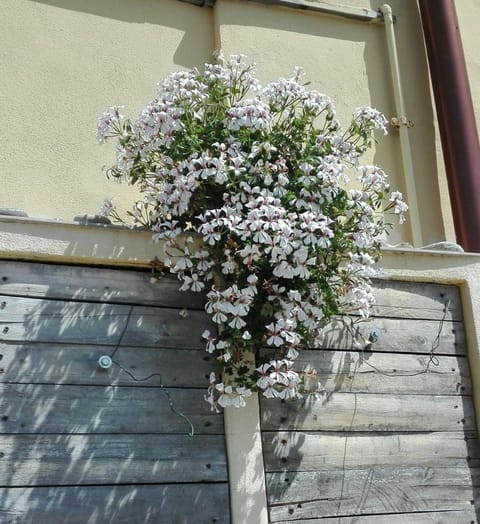 Casa Ofelia House in Levanto