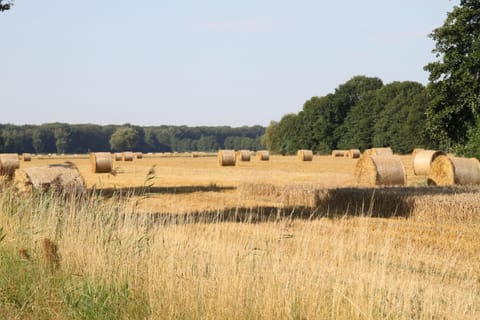 Ferienwohnung am Elbdeich Apartment in Mecklenburg-Vorpommern, Germany