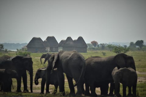 Natural landscape, Animals, Animals, Landmark view