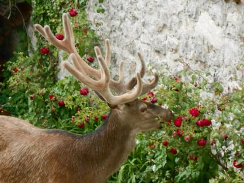 Natural landscape, Animals, Garden view, Inner courtyard view