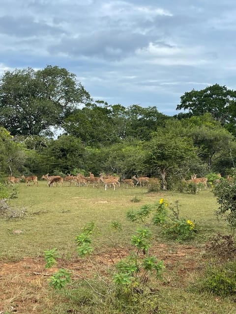 Blue Birds Tissa & Yala safari Bed and Breakfast in Southern Province