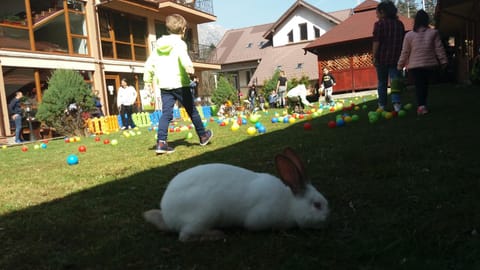 Nearby landmark, Natural landscape, Pets