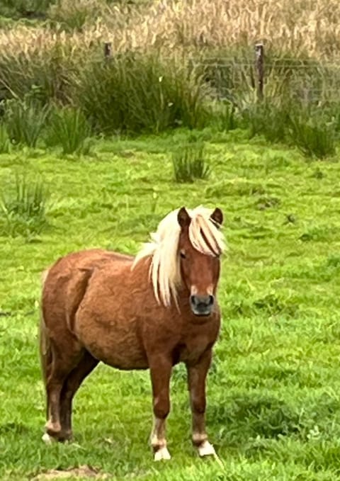 Robins Nest Bed and Breakfast in County Donegal