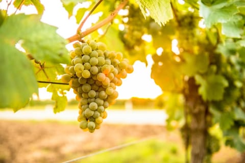 Pumpion Übernachtung mit Frühstück in South Moravian Region