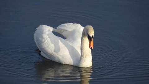 Off site, Natural landscape, Animals