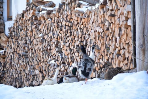 Untersillerhof Farm Stay in Neustift im Stubaital