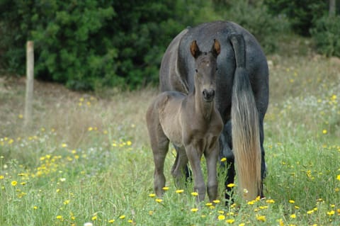 Horse-riding