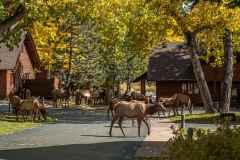 Rams Horn Village Resort Camping /
Complejo de autocaravanas in Estes Park