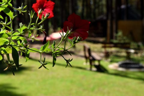 66 Szyszek Lodge nature in Lviv Oblast