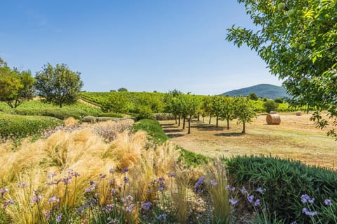 Il casale degli olivi Farm Stay in Tuscany