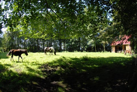 Horse-riding, Animals