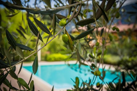 Decorative detail, Garden view, Pool view