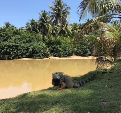 Natural landscape, Animals, On site, River view